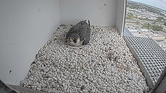 Werkgroep Roofvogels