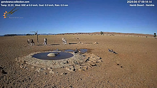 Namibia Cam