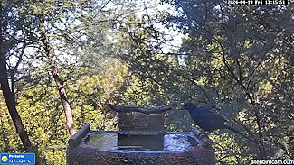Allen Birdcams