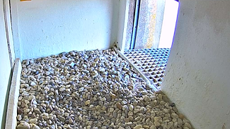 Slechtvalken in de Watertoren