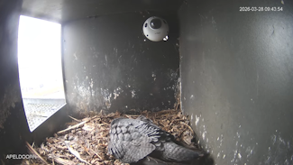 Peregrine Falcon NL