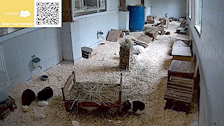 Stichting Cavia