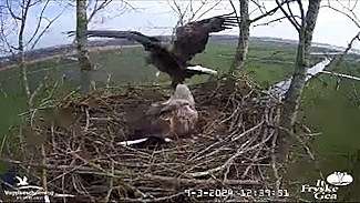 Nestcam Zeearend
