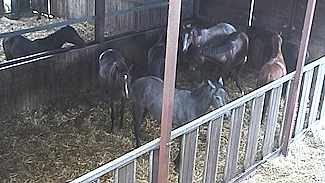Manege De Lindehoeve