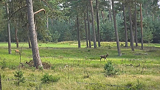 Hoge Veluwe wildcamera