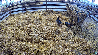 Schapenboerderij Texel