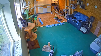 Kattenopvang Woody's
