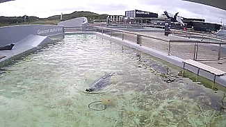 Zeehondenbassin Ecomare