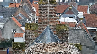 Ooievaars Stadhuis Vianen